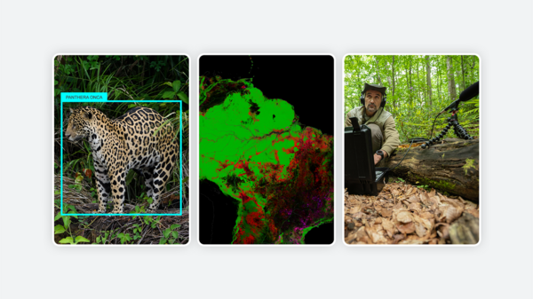 Google Backs Nature-Tech Startups with $3M Fund, Unveils AI Tool for Wildlife Conservation