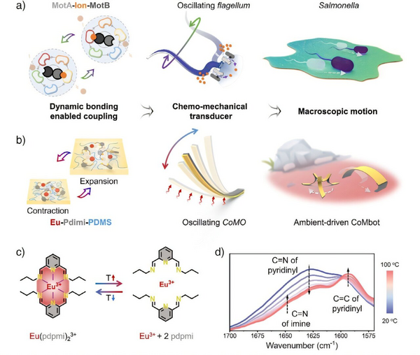 Scientists Create Battery-Free Robots That Run on Body Heat Using Salmonella-Inspired Design