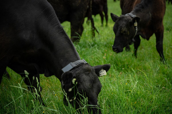 Article image for Halter Nears $2 Billion Valuation as Peter Thiel's Founders Fund Eyes Lead Investment in AI Cow Collar Startup
