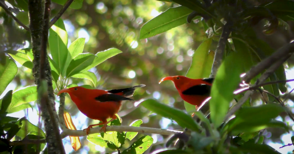 AI Model Perch Empowers Conservationists to Safeguard Endangered Species Through Bioacoustic Analysis
