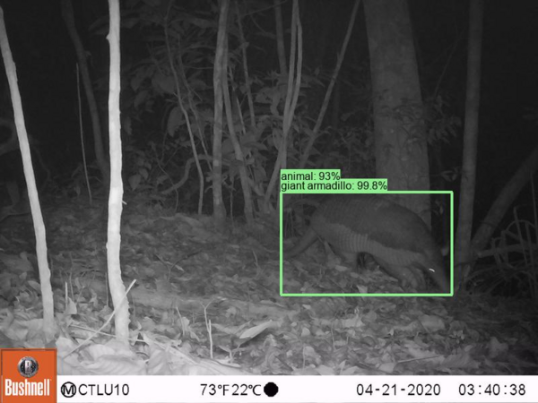 Open-Source AI Ensemble Revolutionizes Wildlife Monitoring with Efficient Species Detection