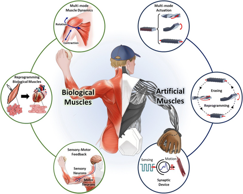 Scientists Create AI-Powered Artificial Muscles That Learn and Adapt Like Human Tissue