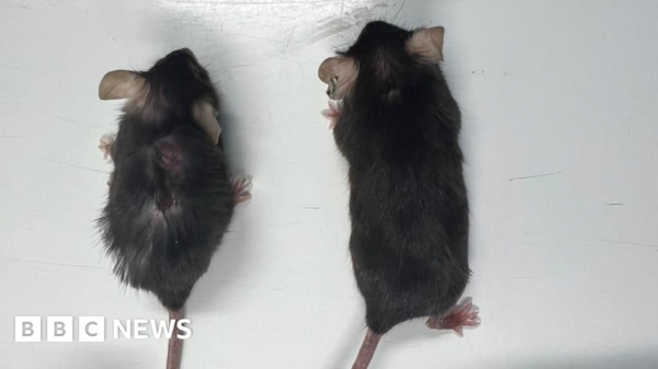 Promising Drug Extends Lifespan and Enhances Vitality in Mice, Human Trials Underway