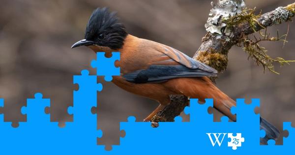 Wikipedia Lands Amazon, Meta, Microsoft as Major Partners for 25th Anniversary Milestone