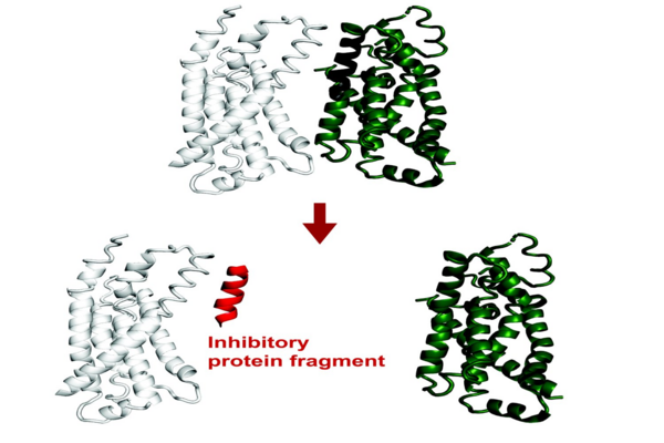AI Breakthrough: FragFold Accurately Predicts Protein Inhibitors, Unlocking New Drug Discovery Potential